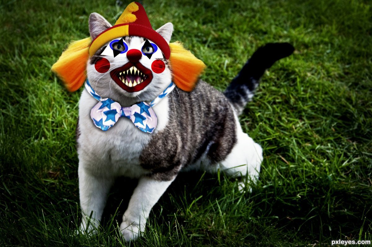 Котик в костюме клоуна