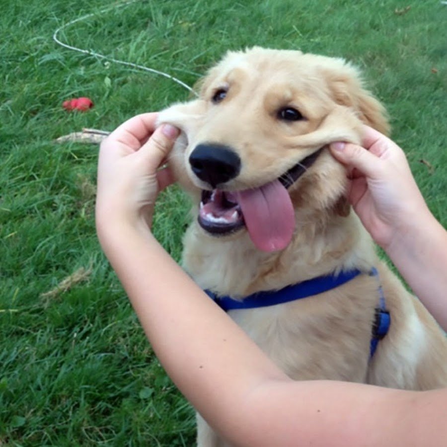 Собака улыбается