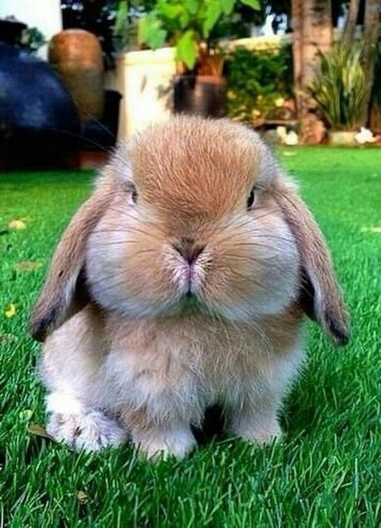 Смешной заяц