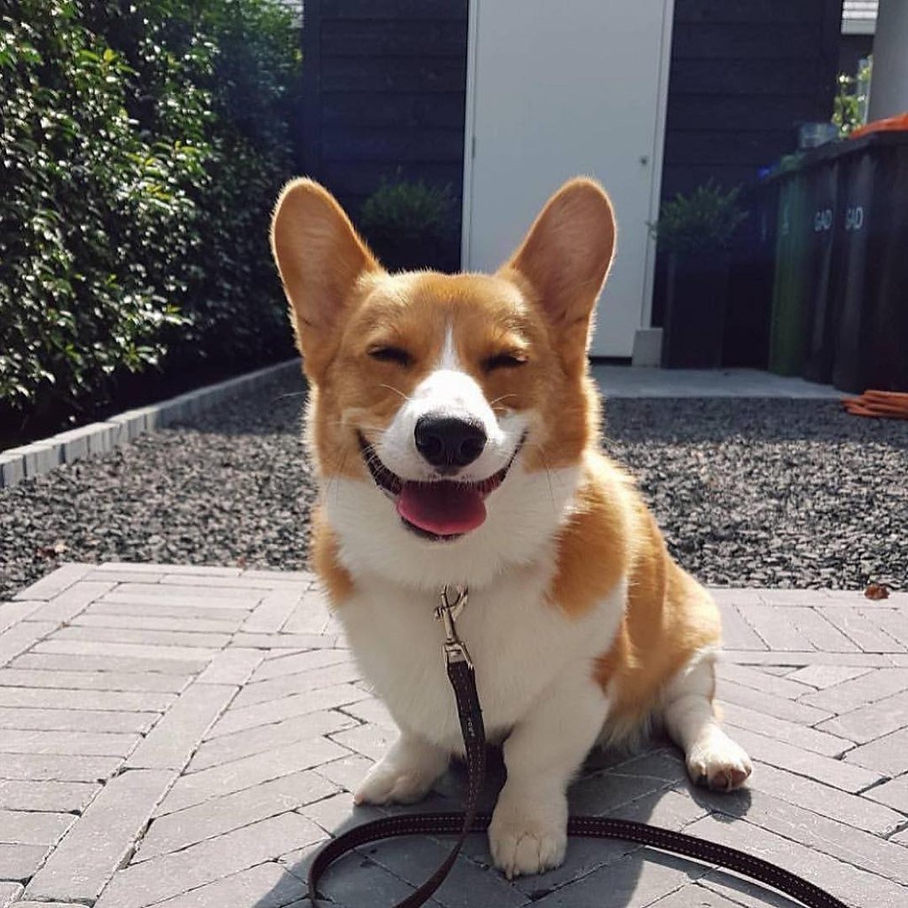 Собака улыбака корги