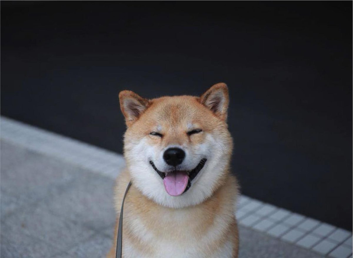 Шиба ину