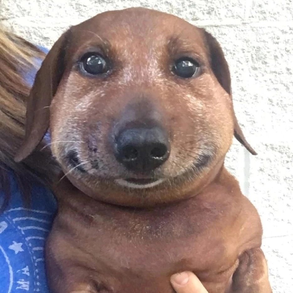 Таксу укусила пчела