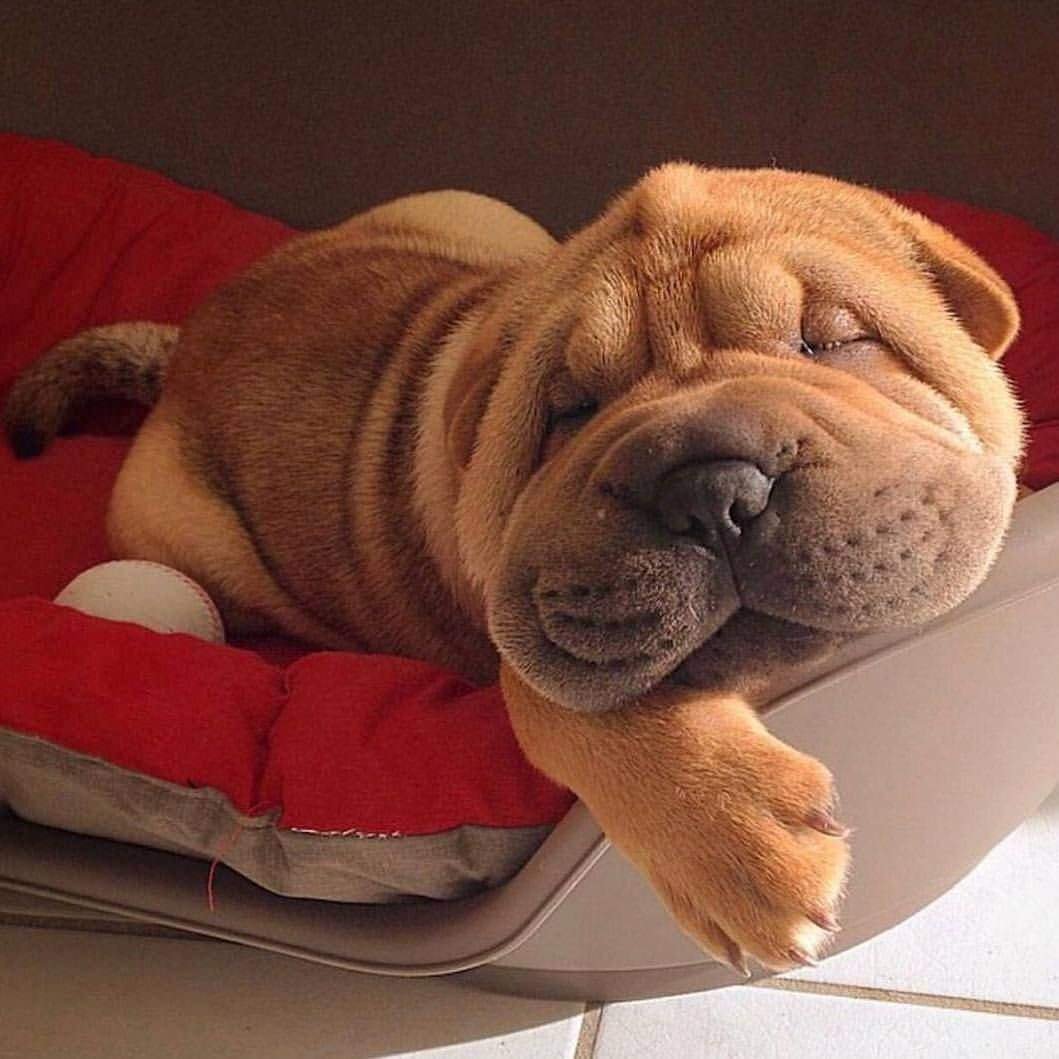 Собака шарпей