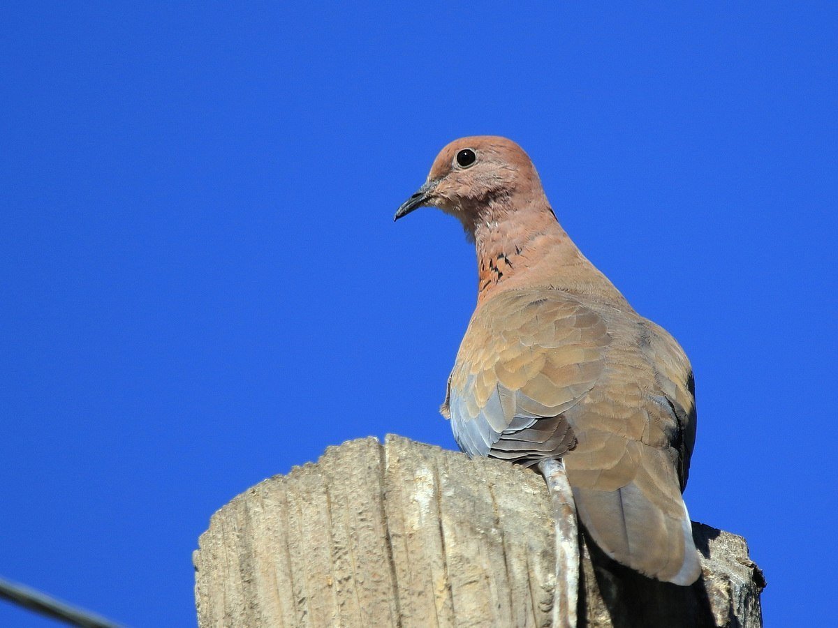 Сенегальская Горлица