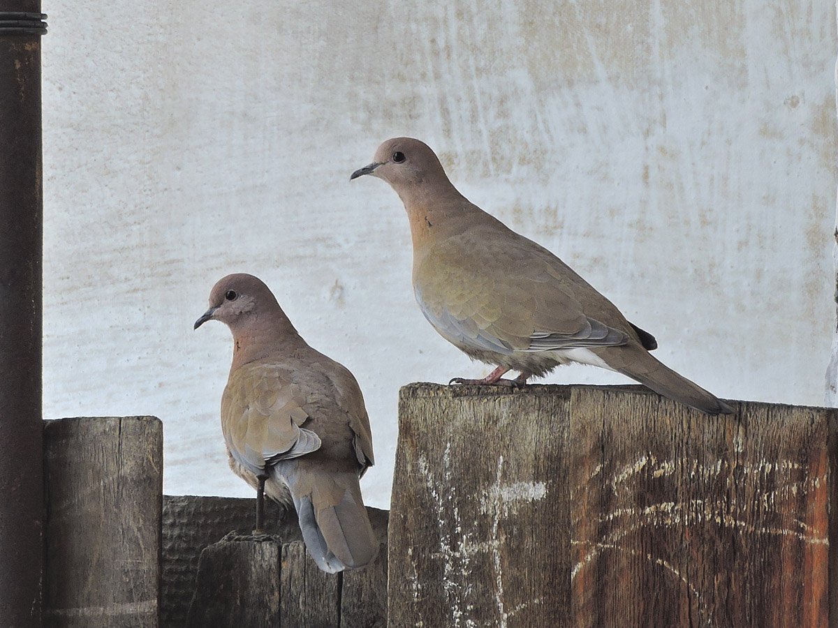 Малая Горлица