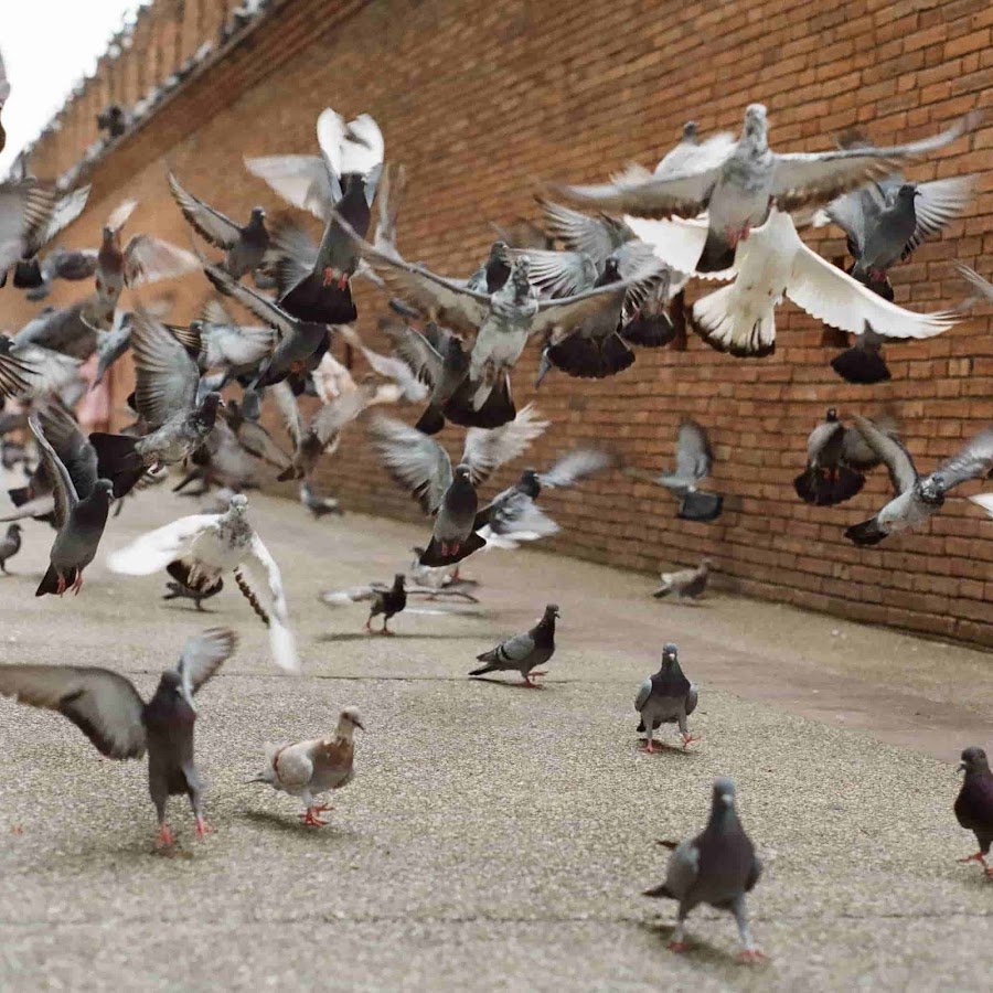 Голуби в Египте