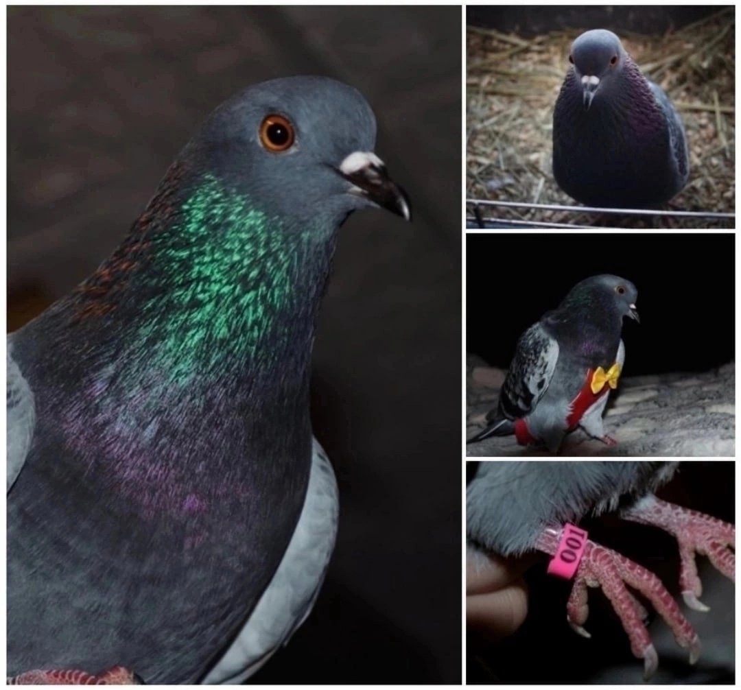 Голубь с розовыми крыльями