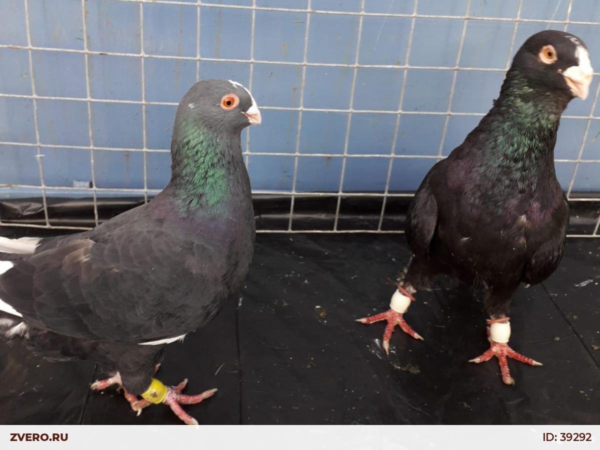 Голуби Египетский мараслат