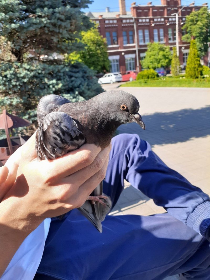 Голубь в одежде