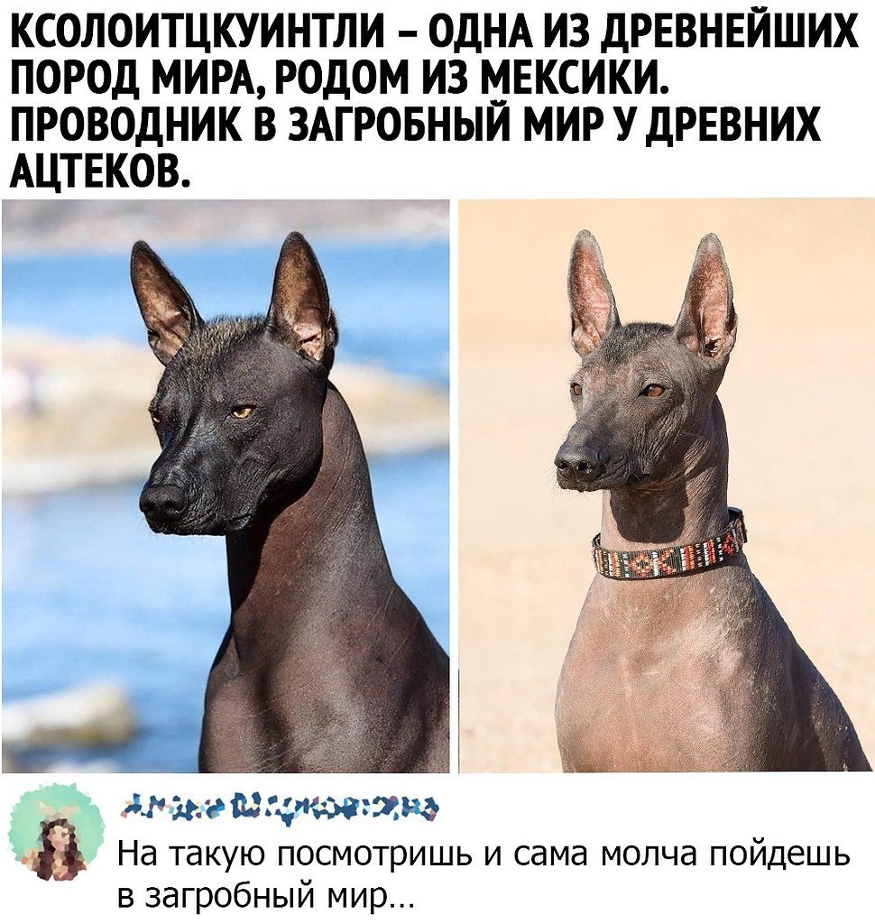 Собака ацтеков ксолоитцкуинтли