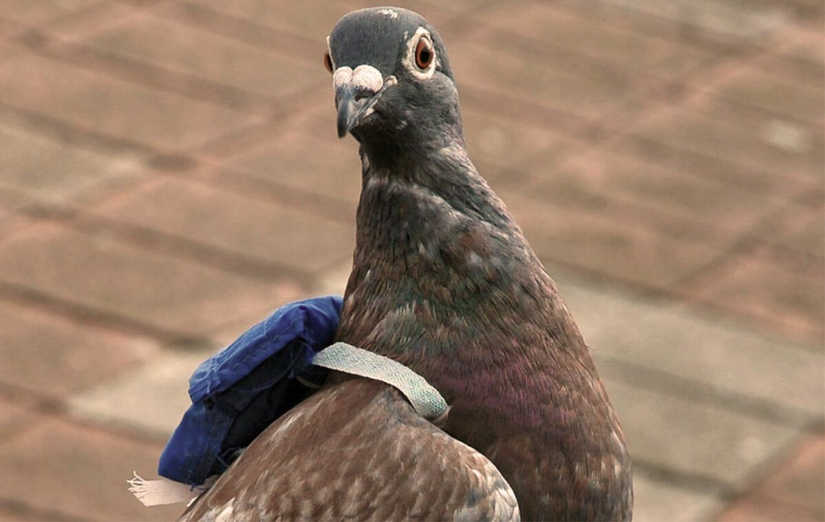 Французский голубь