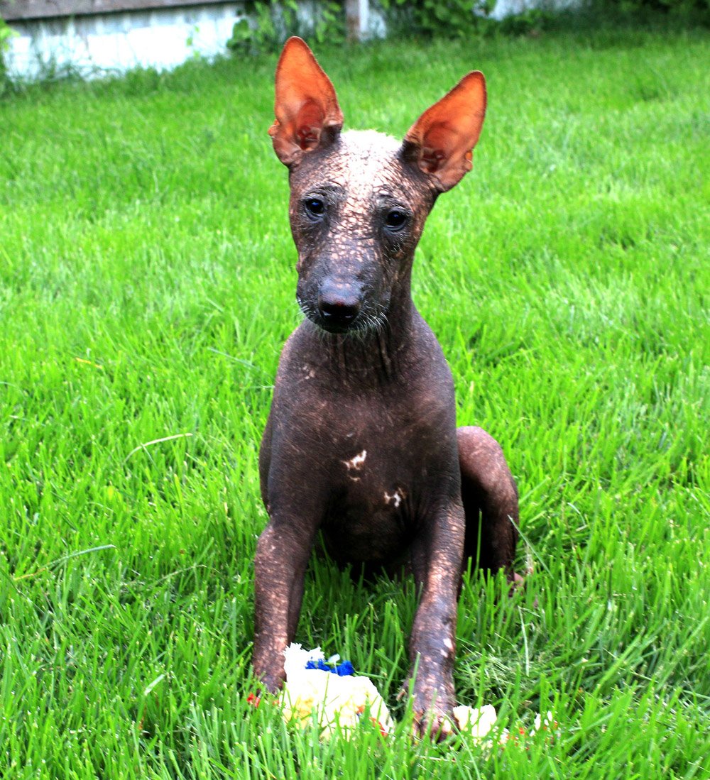 Кинич Ахау питомник ксоло