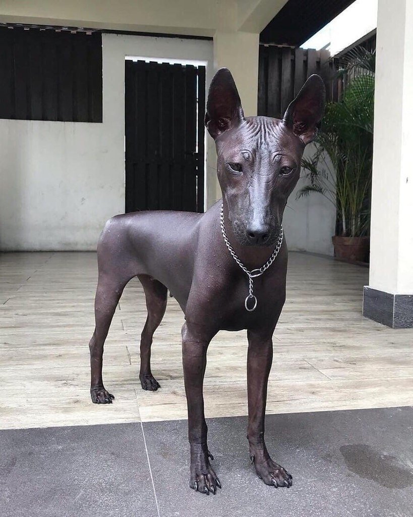 Мексиканская лысая собака ксолоитцкуинтли