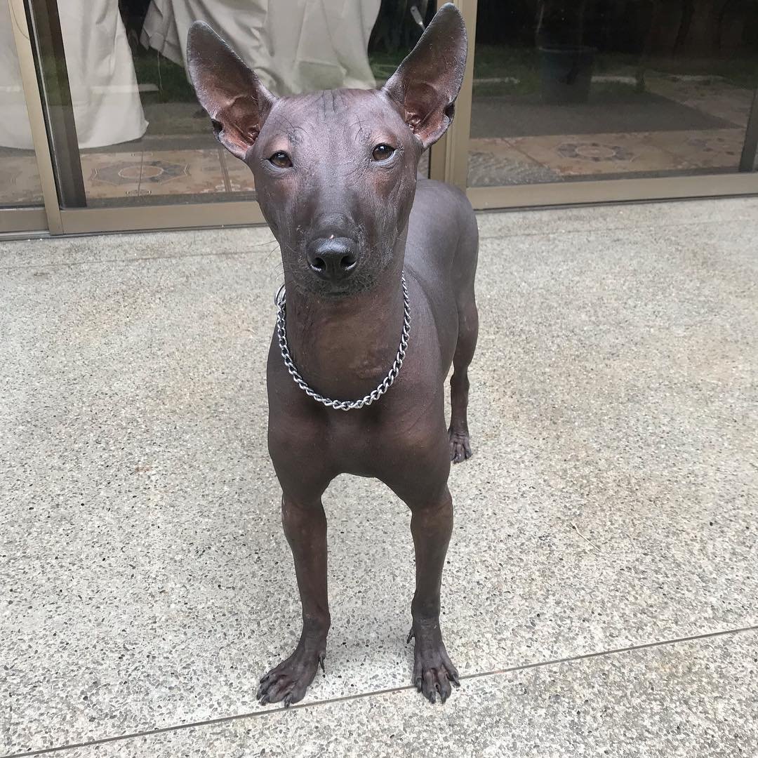 Ксолоитцкуинтли - ксоло