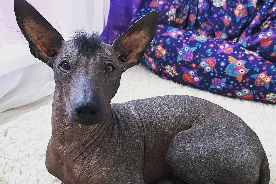 Мексиканская лысая собака