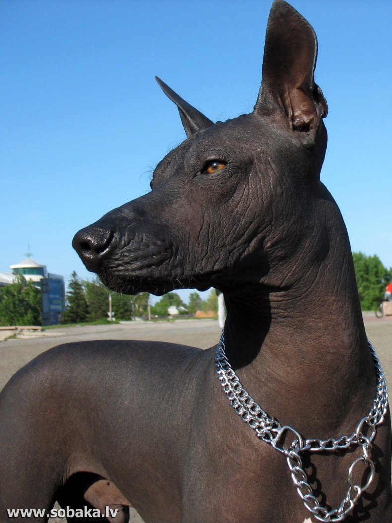 Мексиканский ксоло собака