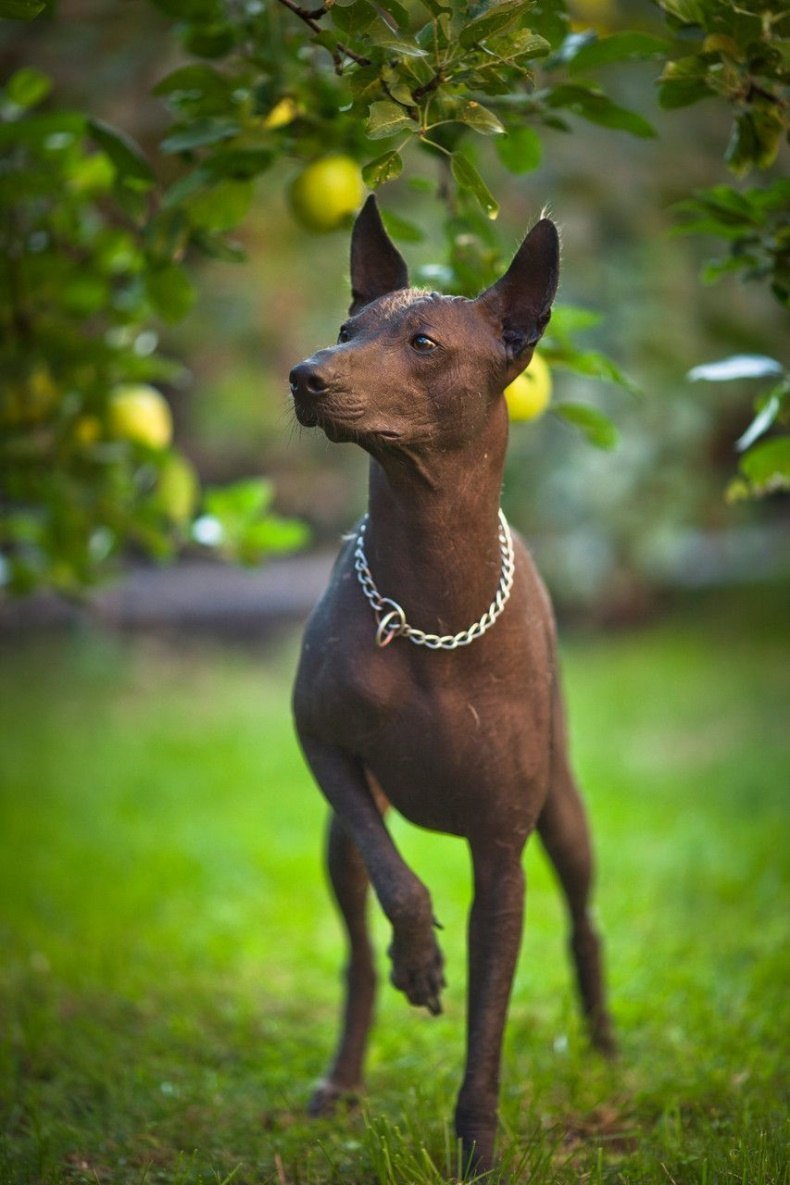 Порода Мексиканская ксоло