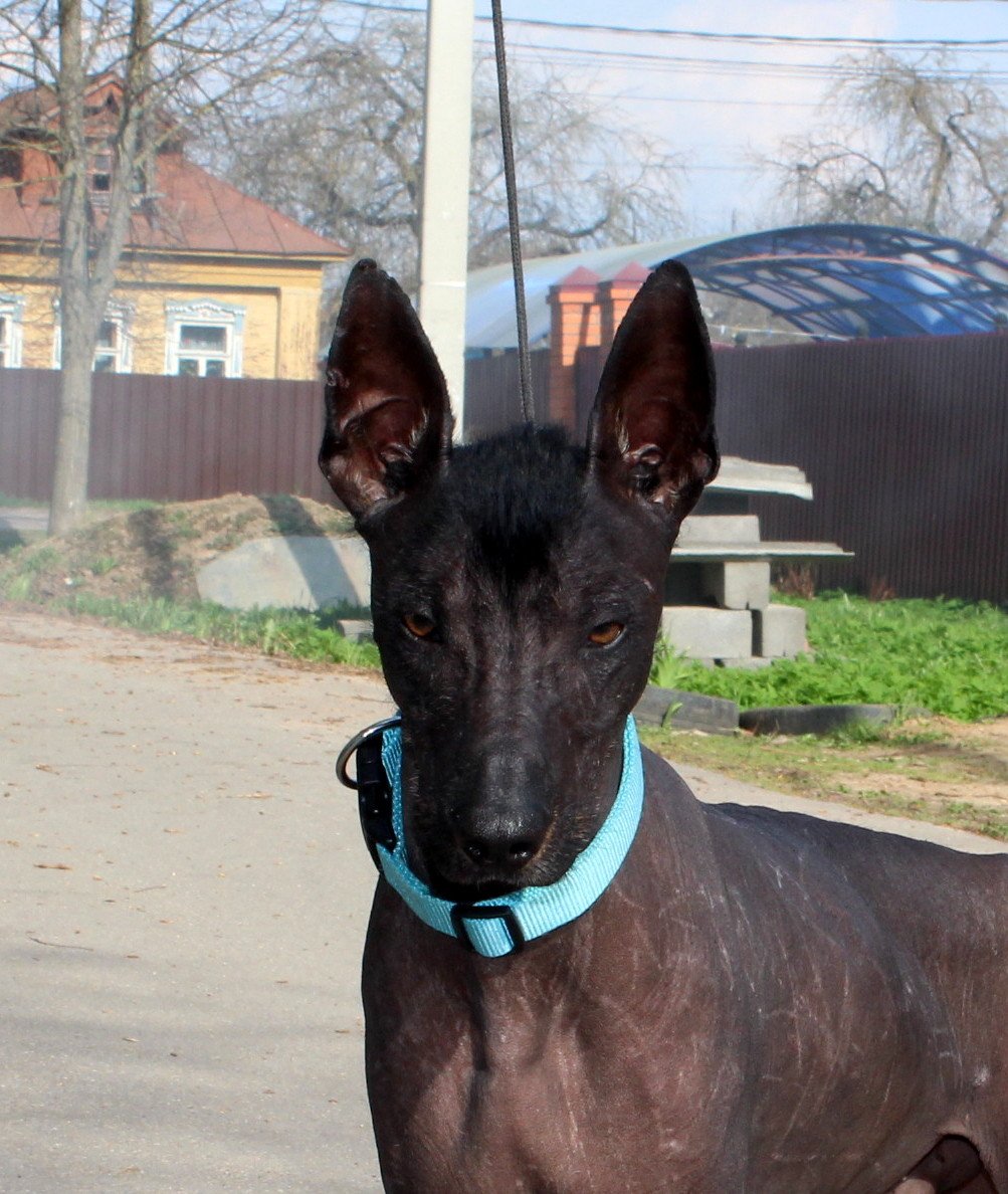 Ксолоитцкуинтли дель Торо