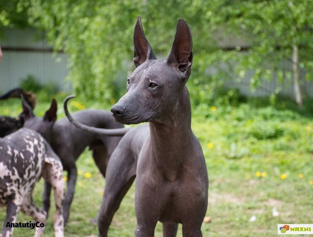 Порода Мексиканская ксолоитцкуинтли