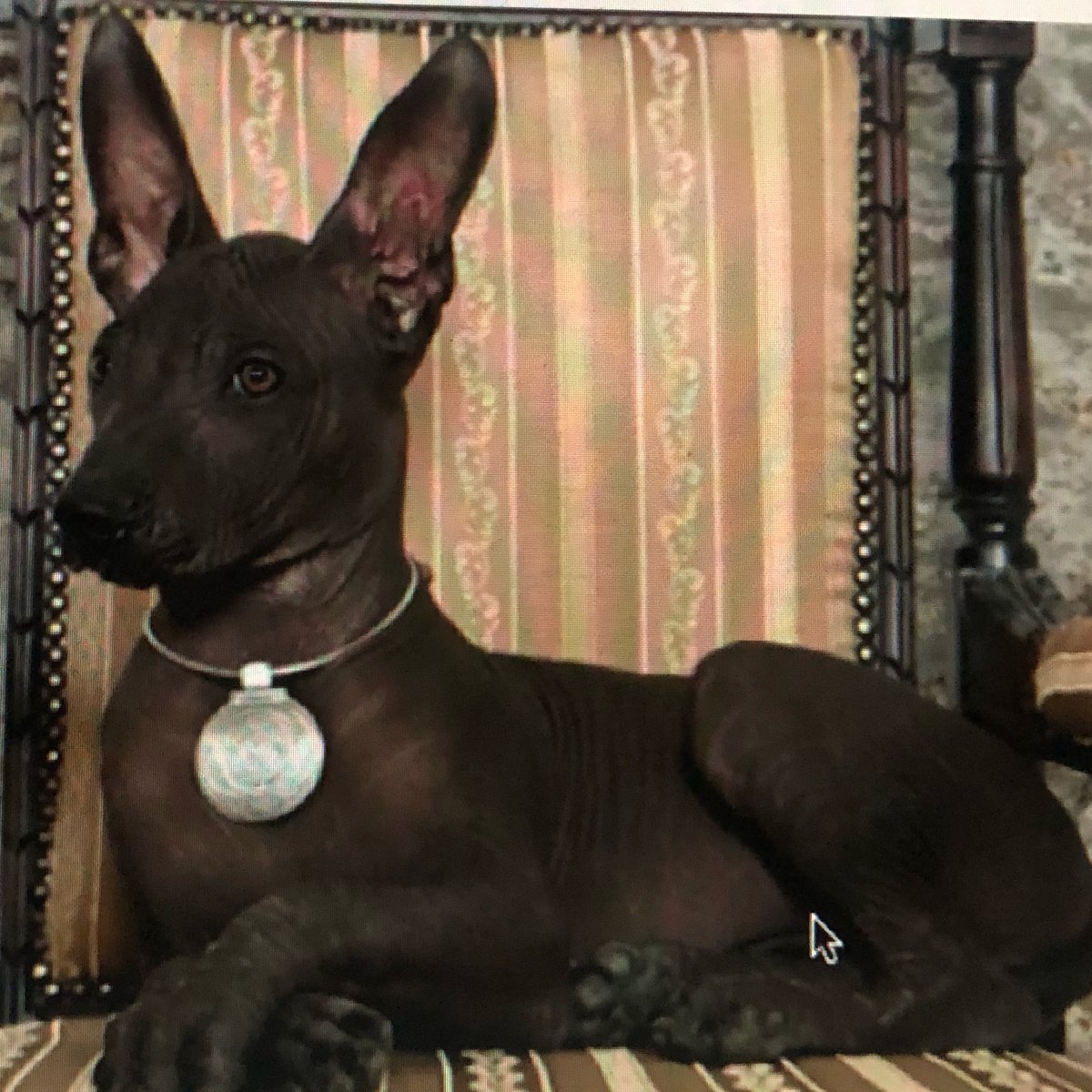 Ксолоитцкуинтли Анубис