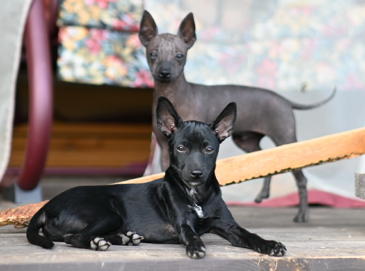 Ксоло в шерсти