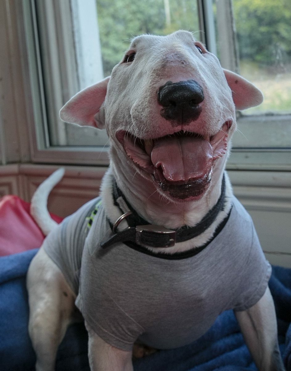 Бойцовский бультерьер убийца