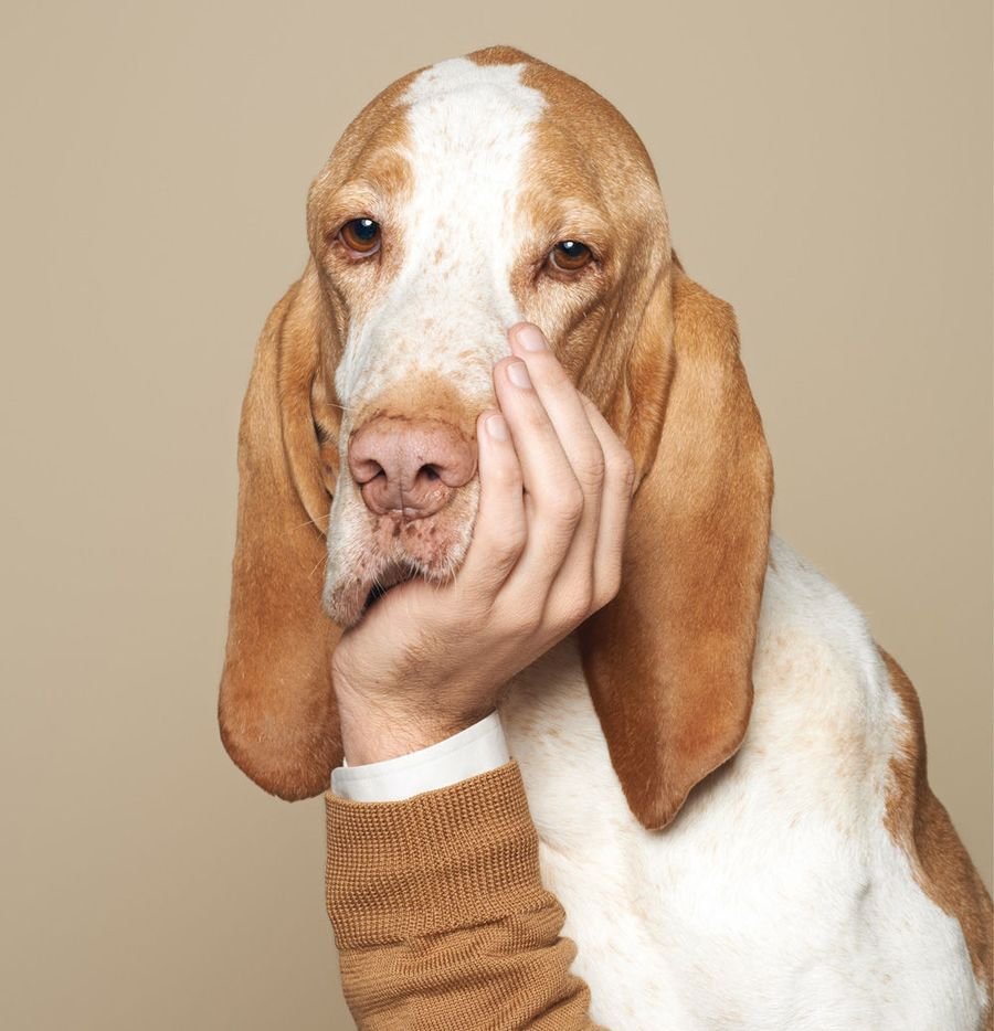 Смешные собаки