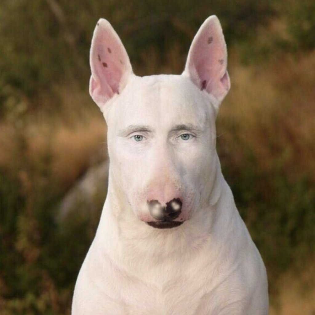 Бультерьер чистокровный