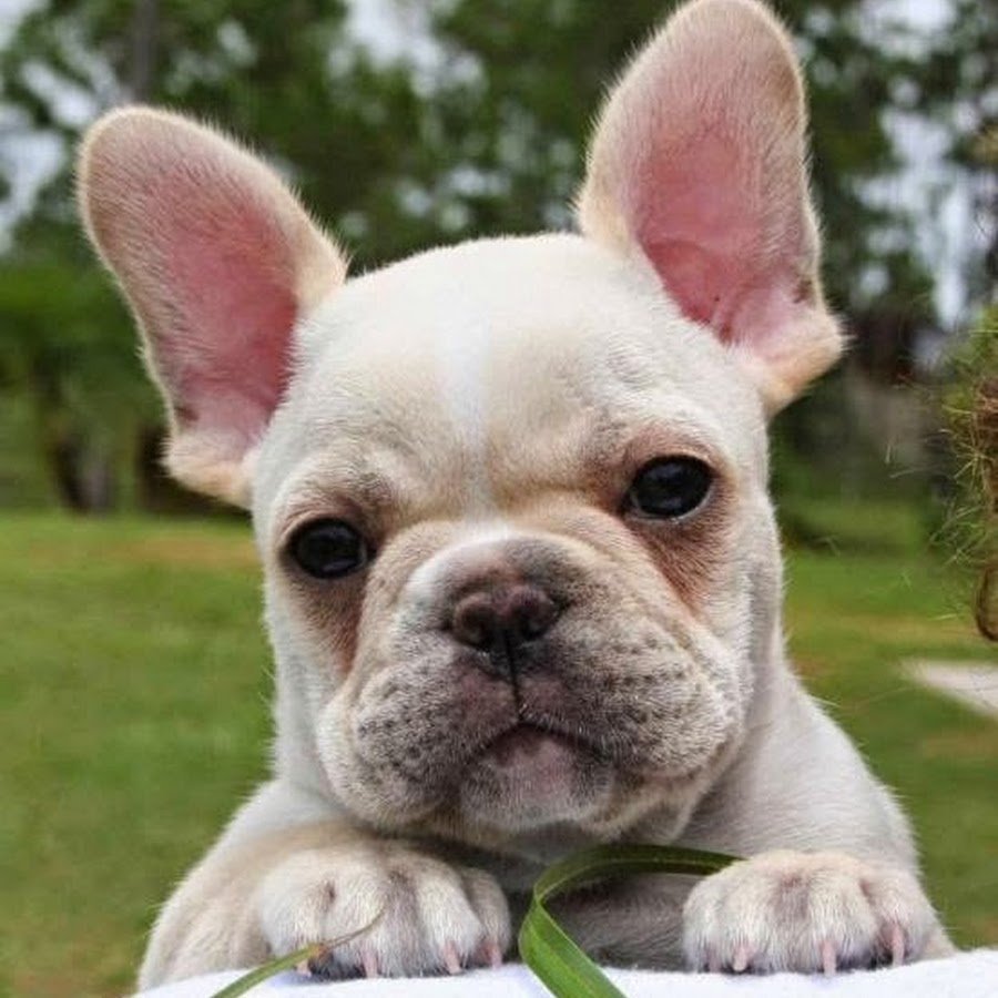 Французский бульдог альбинос