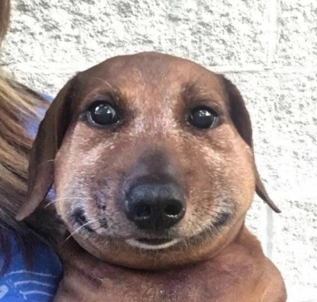 Таксу укусила Оса