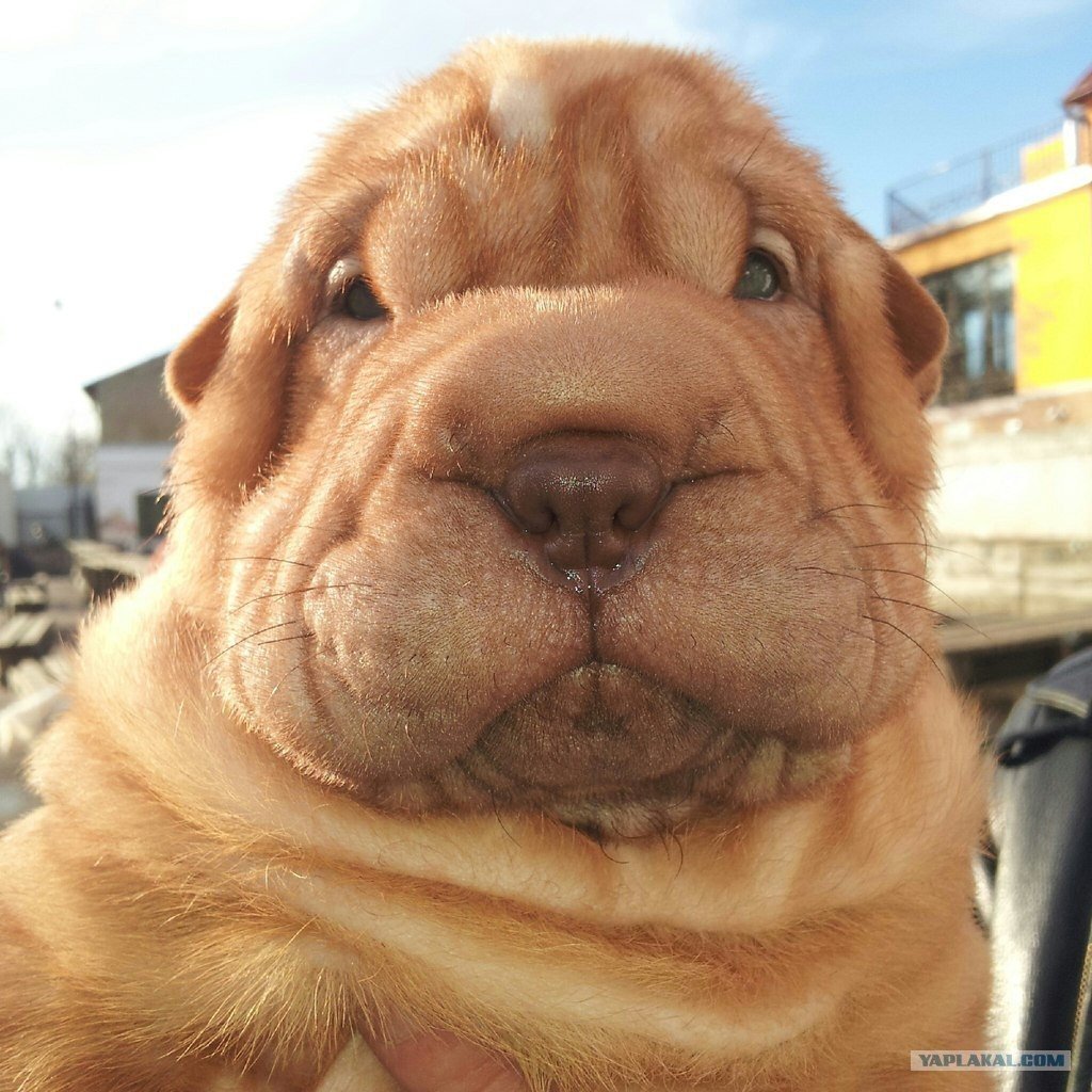 Бойцовский шарпей