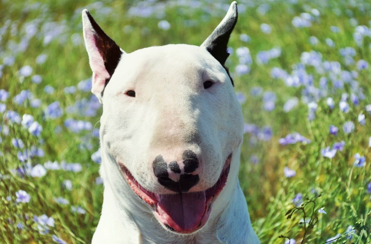 Бультерьер