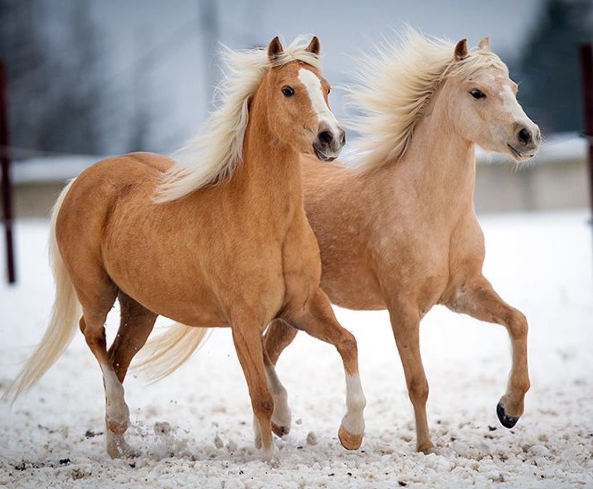 Светло Соловая масть лошади