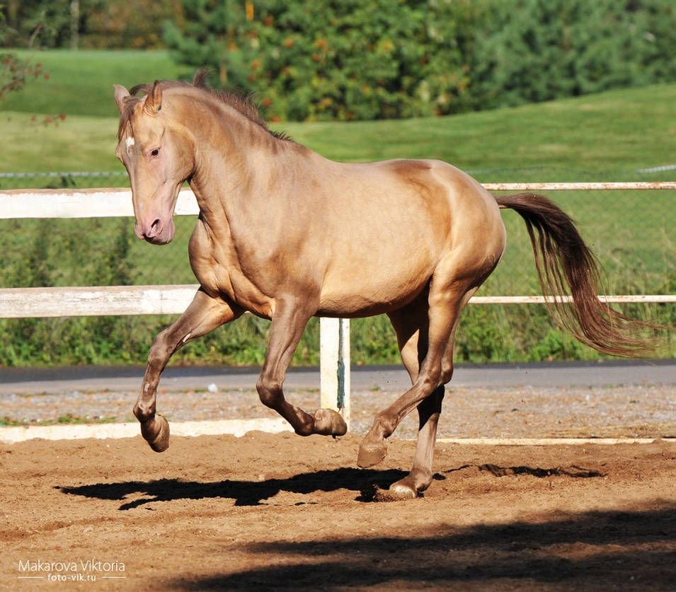 Андалузская лошадь Соловая