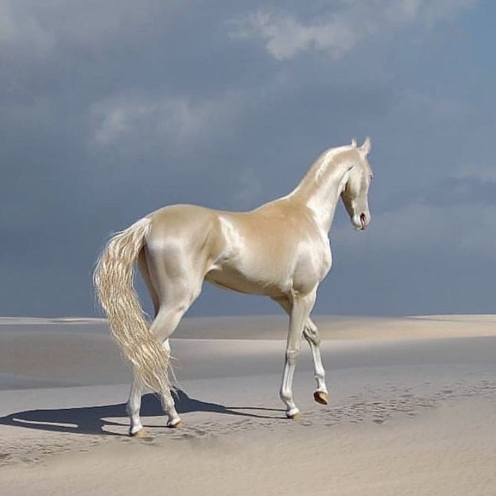 Изабелловая масть лошади