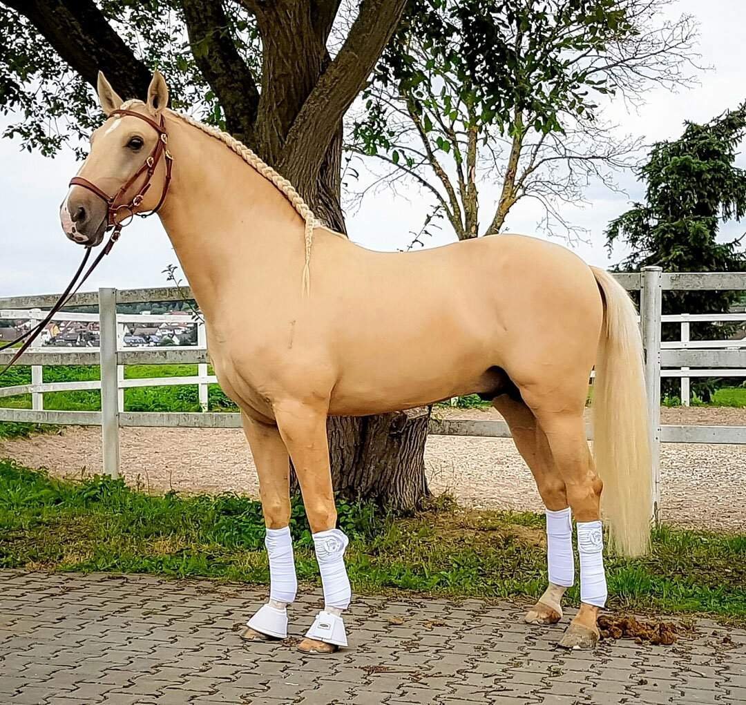 Пегий Кватерхорс