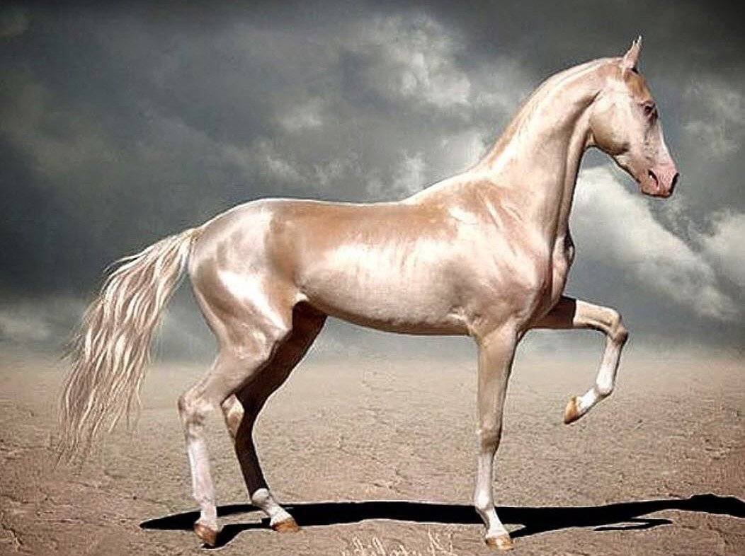 Изабелловая Ахалтекинская лошадь