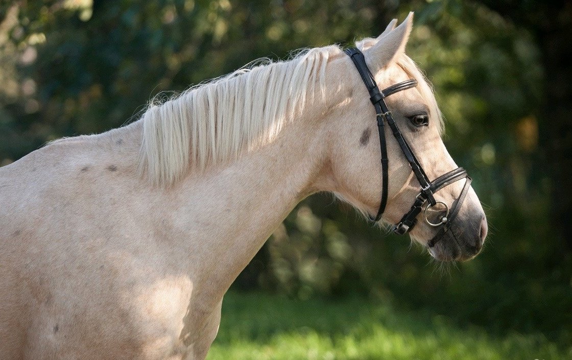 Соловая Паломино лошадь