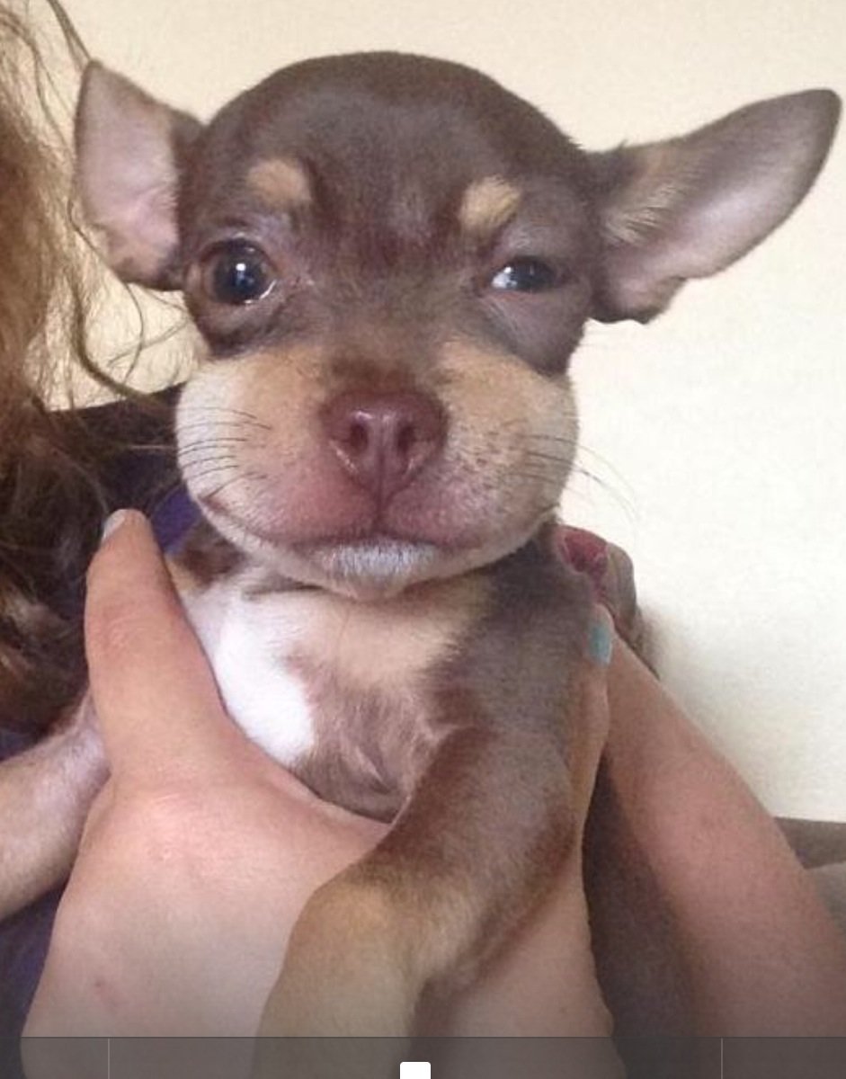 ПОЛОФАТЫЕ Фуки