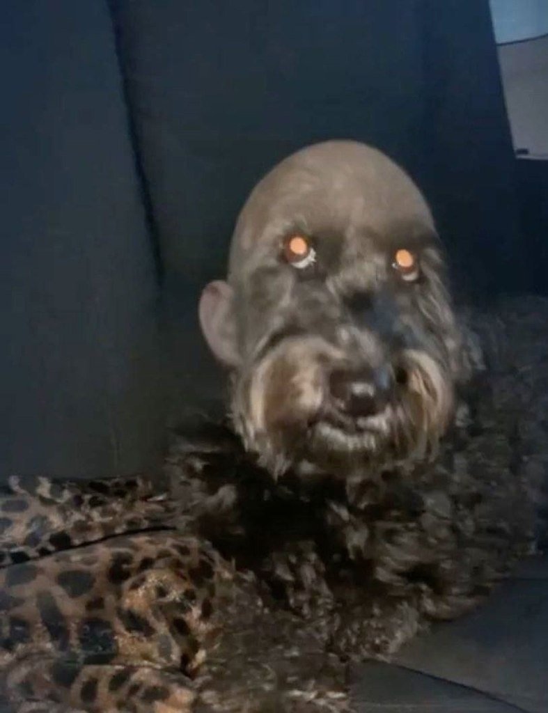 Побритая собака с человеческим лицом