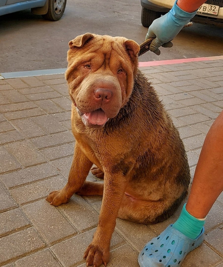 Шарпей по колена