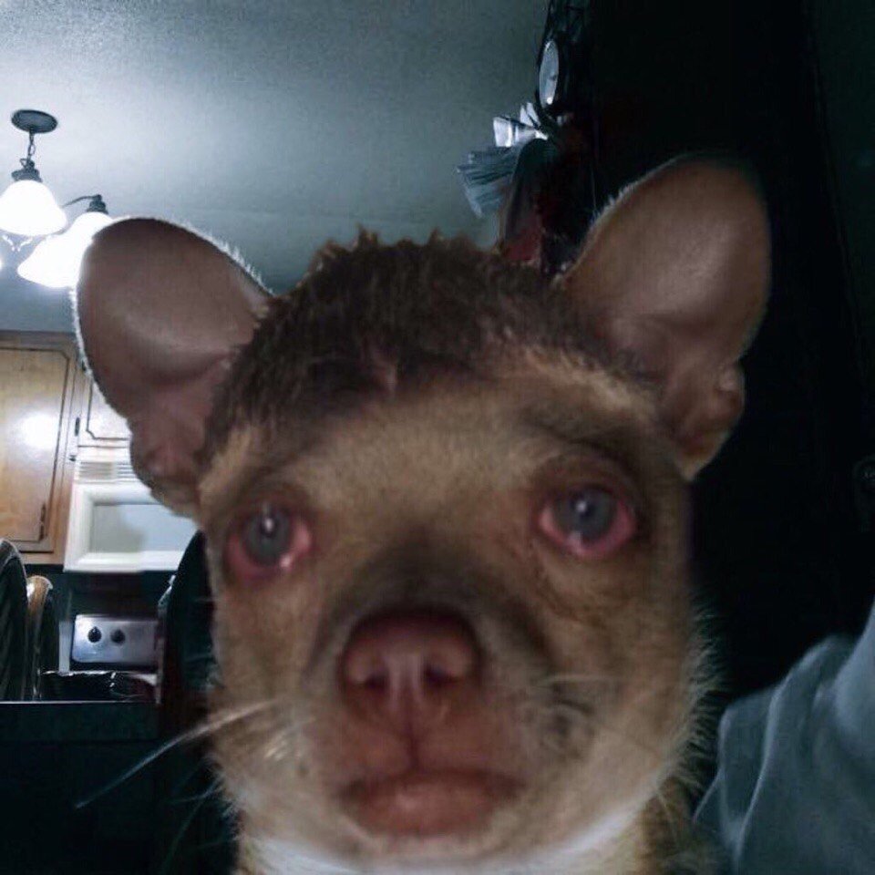 Собака с обкуренными глазами