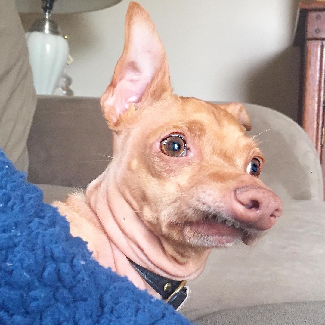 Смешные морды собак