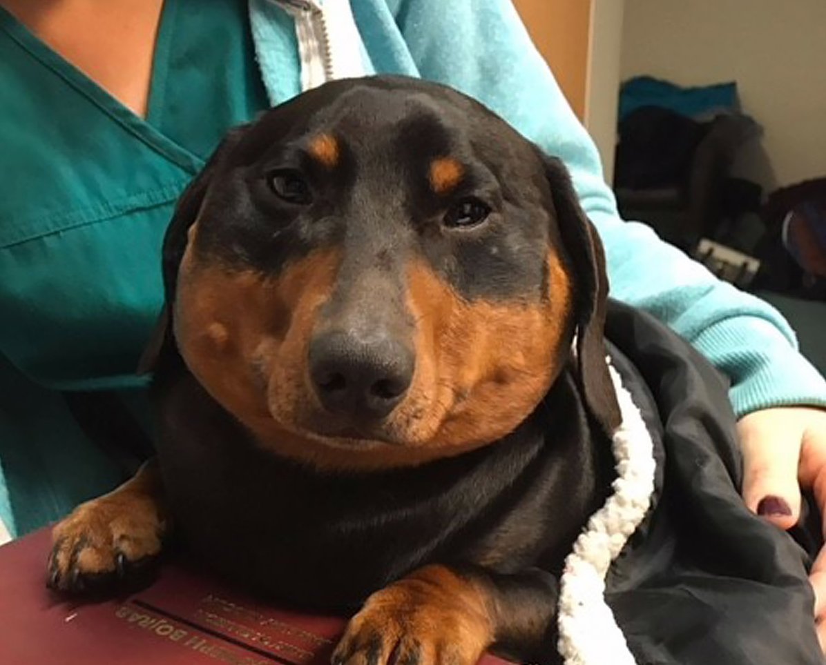 Жирные собаки