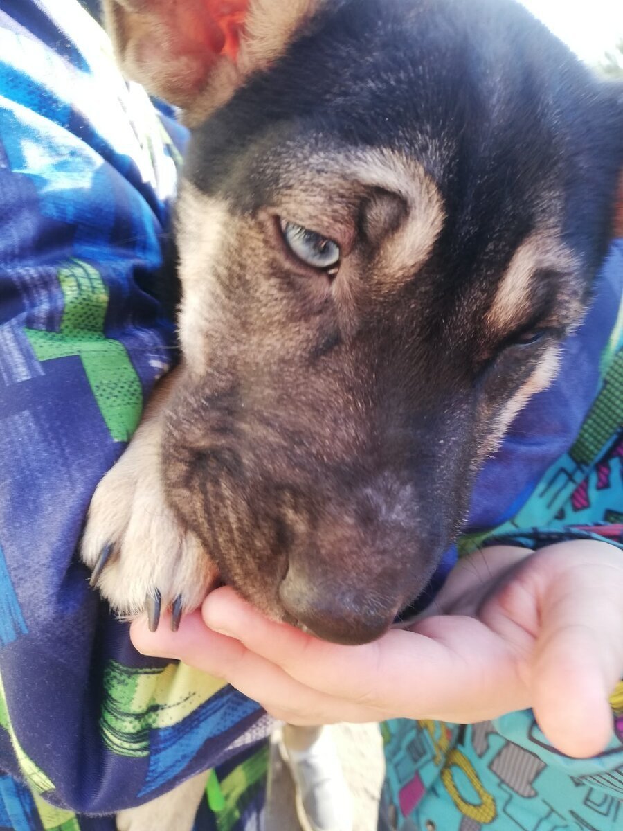 Смесь шарпей и метис хаски