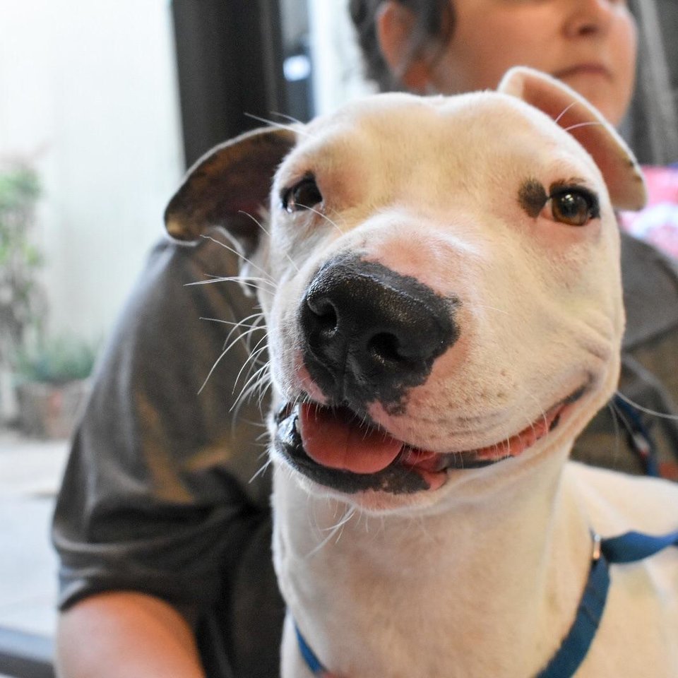 Собака с перекошенной мордой