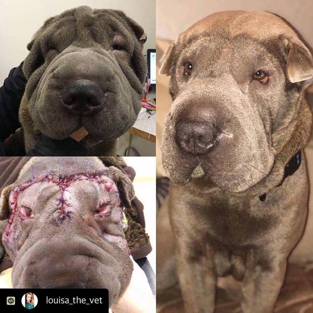 Шарпей бойцовская собака