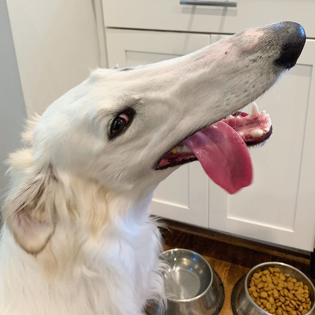 Борзая Эрис собака