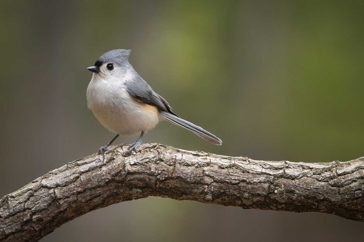 Серая птичка в городе с длинным хвостом
