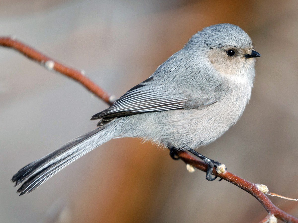 Птичка с серой грудкой